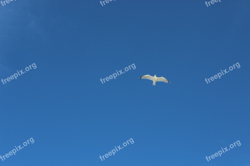 Seagull Blue Sky Nature Background