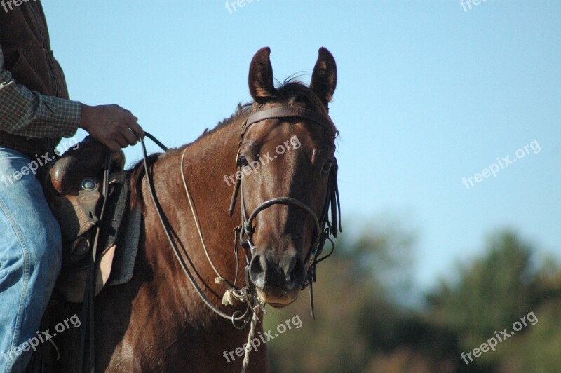 Horse Bridle Horse Riding Horseback Riding Horse Head