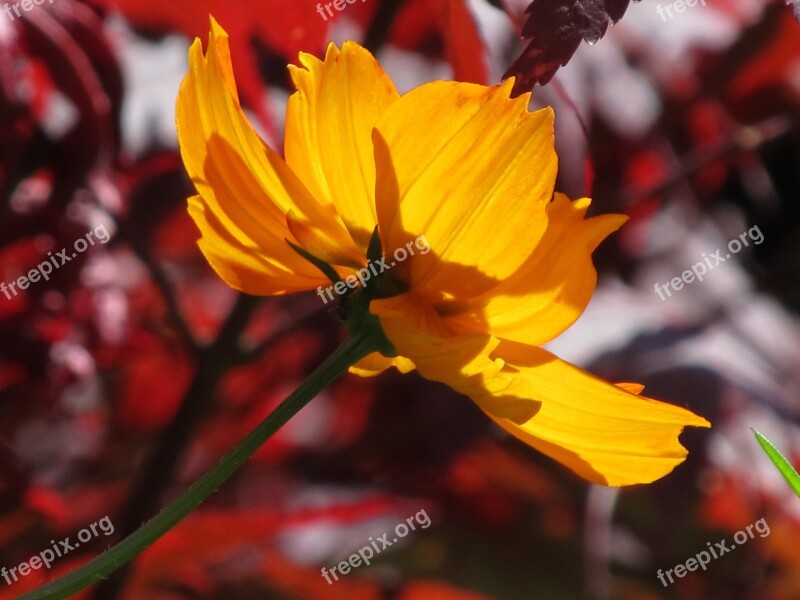 Flower Yellow Yellow Flower Blossom Bloom