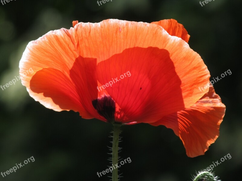 Poppy Red Sun Sunny Blossom