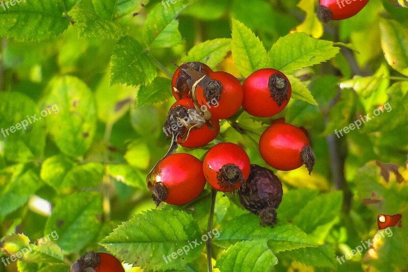 Wild Rose Nature Ker Free Photos