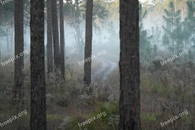 Morning Fog Forest Nature Landscape