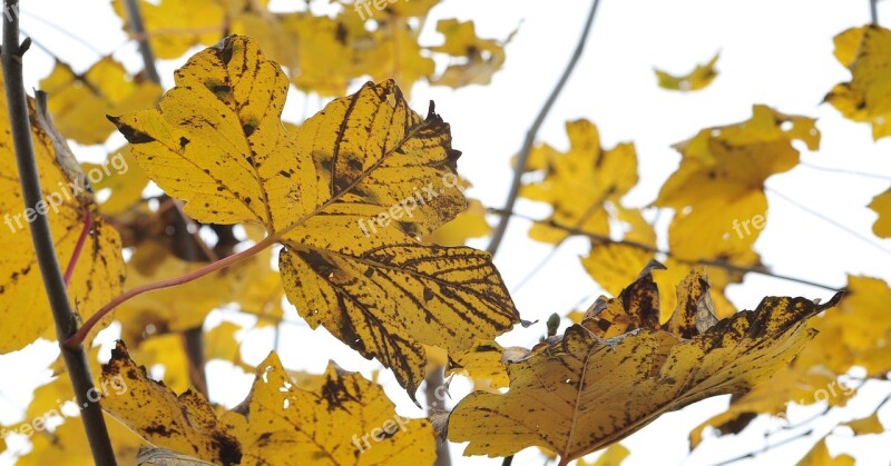 Autumn Fall Foliage Maple Leaves Maple Golden Autumn