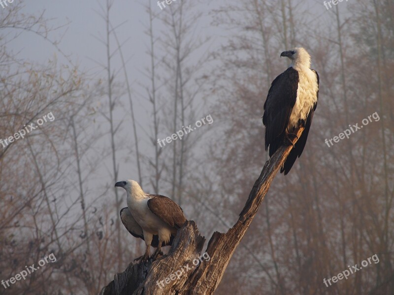 Birds Nature Natural Nature Background Wildlife