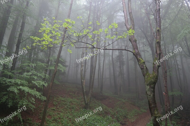 Forest Fog Trees Nature Colourless