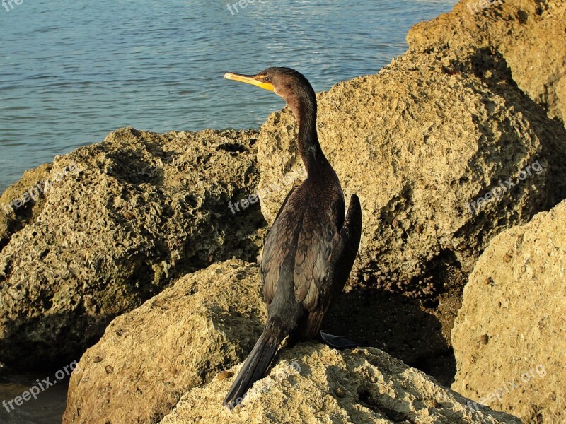 Cormorant Water Bird Sea Free Photos