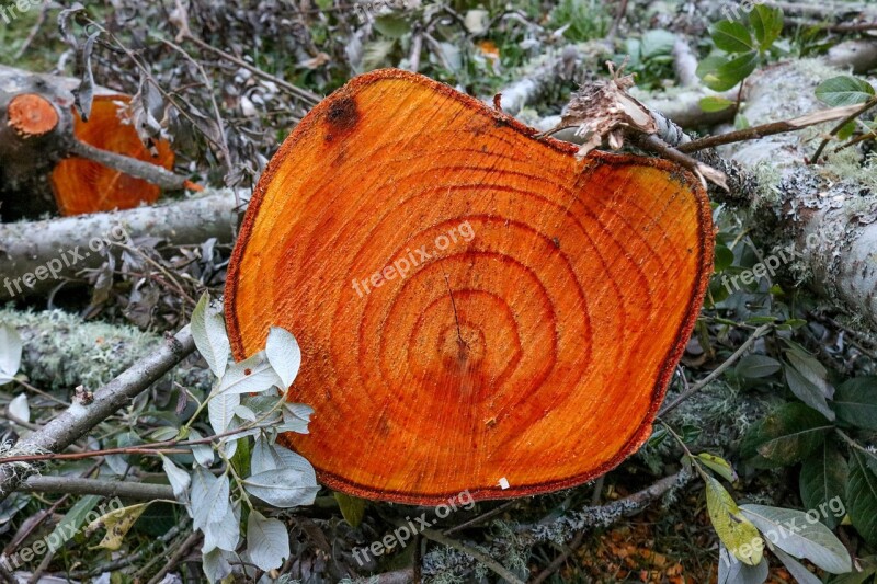 Tree Stump Wood Forest Wooden