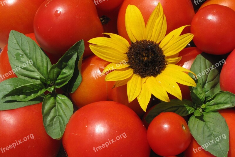 Tomatoes Sunflower Basil Summer Food