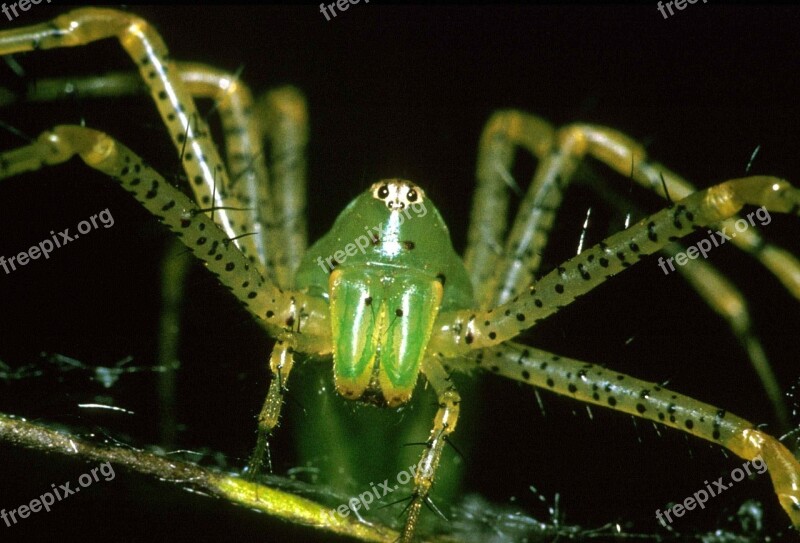 Lynx Spider Macro Insect Arachnid Eyes