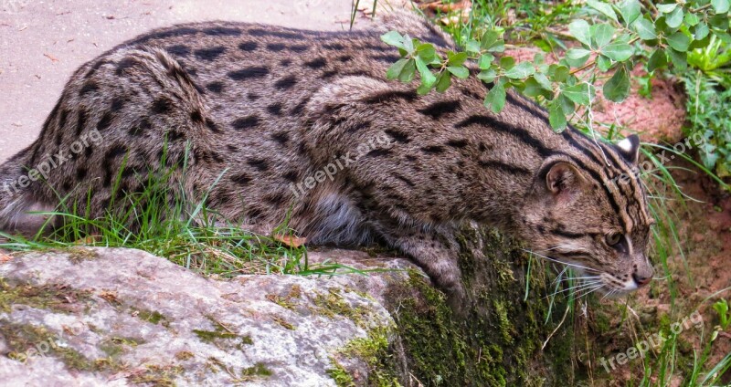 Cat Fishing Cat Predator Rarely Hunt