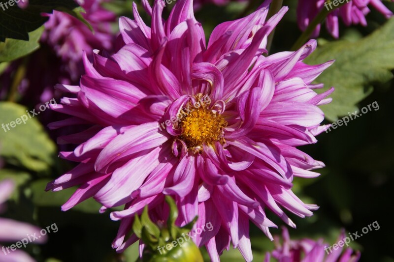 Dahlia Pink Flower Blossom Bloom