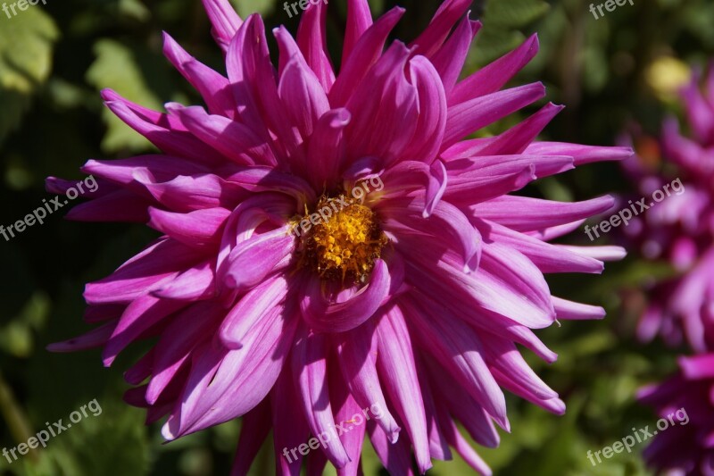 Dahlia Pink Flower Blossom Bloom