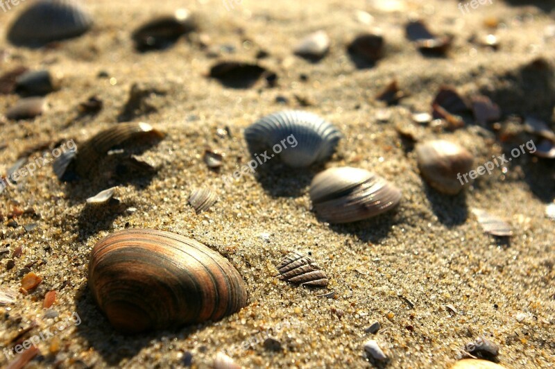 Shells Sand Beach Free Photos