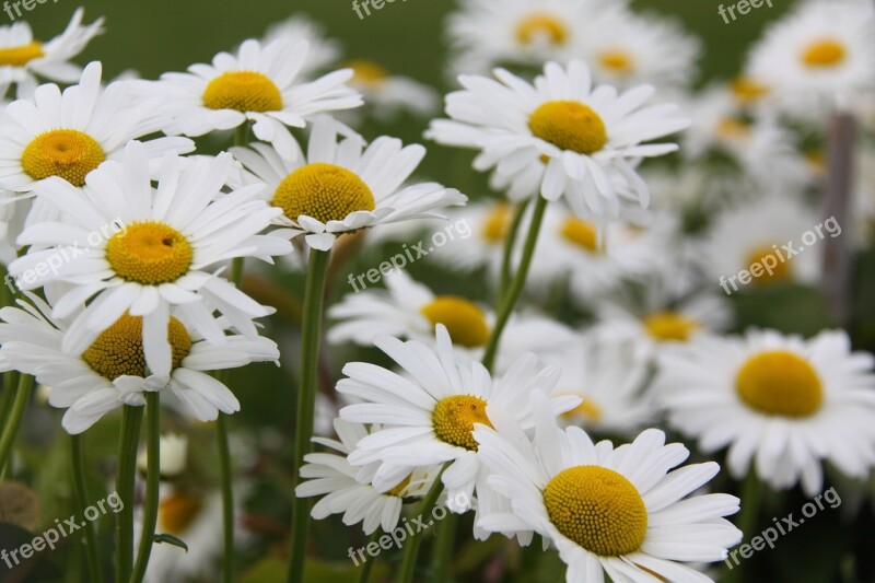 Flowers Daisies Blossom Bloom Free Photos