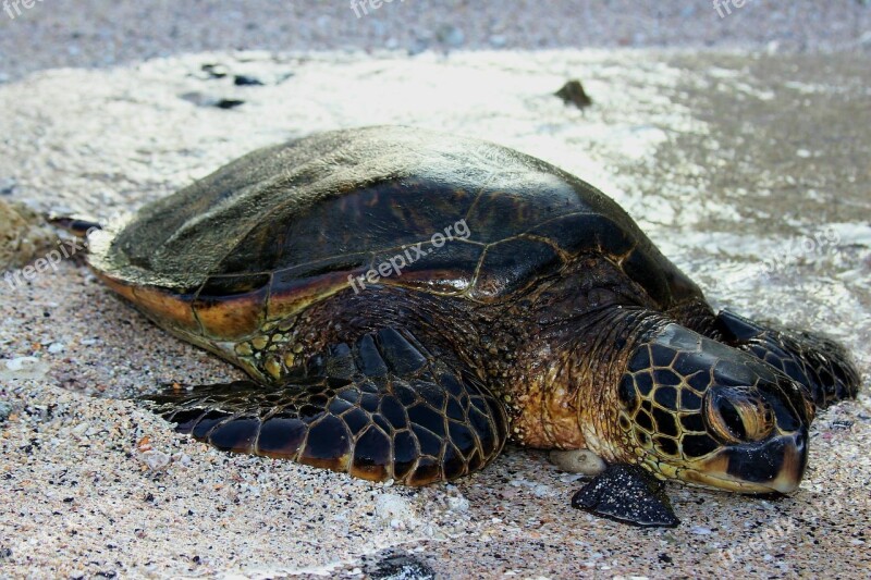 Hawaii Beach Sea Turtle Ocean Turtle