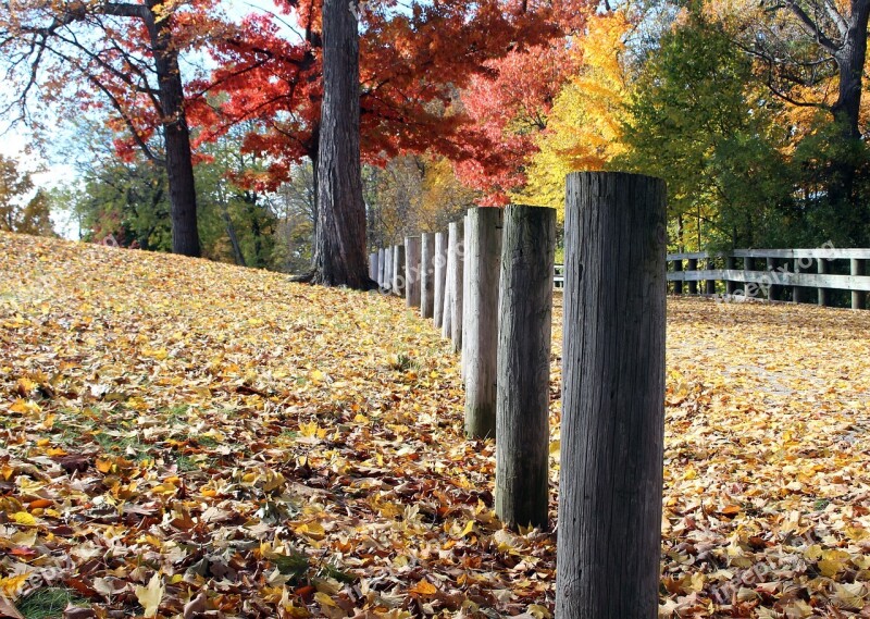 Autumn Leaves Color Fall Fence