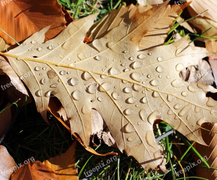 Oak Leaf Rain Drops Nature