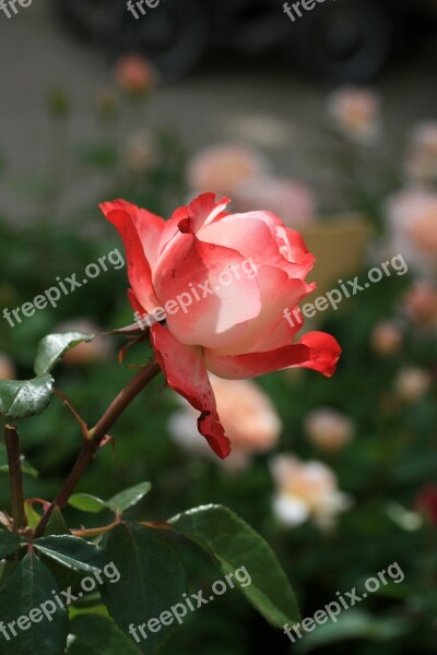 Rose Blossom Bloom Flower Garden Plant Red