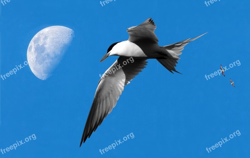 Moon Birds Seagull Sky Ceu