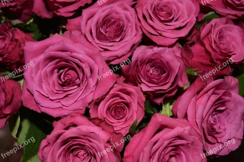 Dusky Pink Roses Blossom Bloom Bouquet