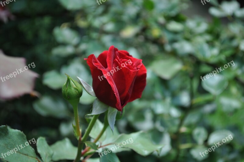 Rose Red Rose Red Abe Lincoln Rose Flower