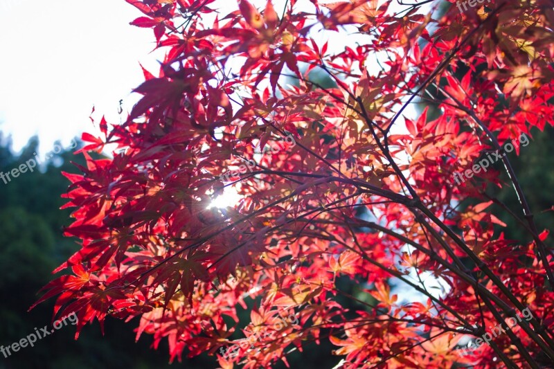 Yellow Red The Scenery The Leaves Maple