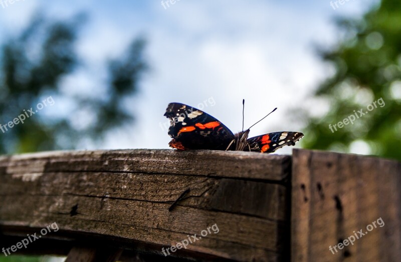 Butterfly Nature Insect Summer Animal