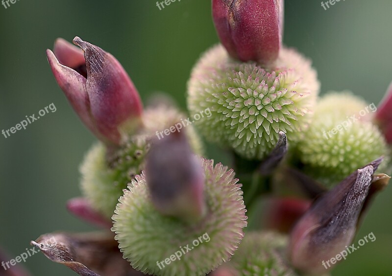 Kanna Cannae Divided Flower Flora Fructification Fruit