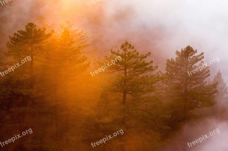 Trees Forest Woods Nature Foggy