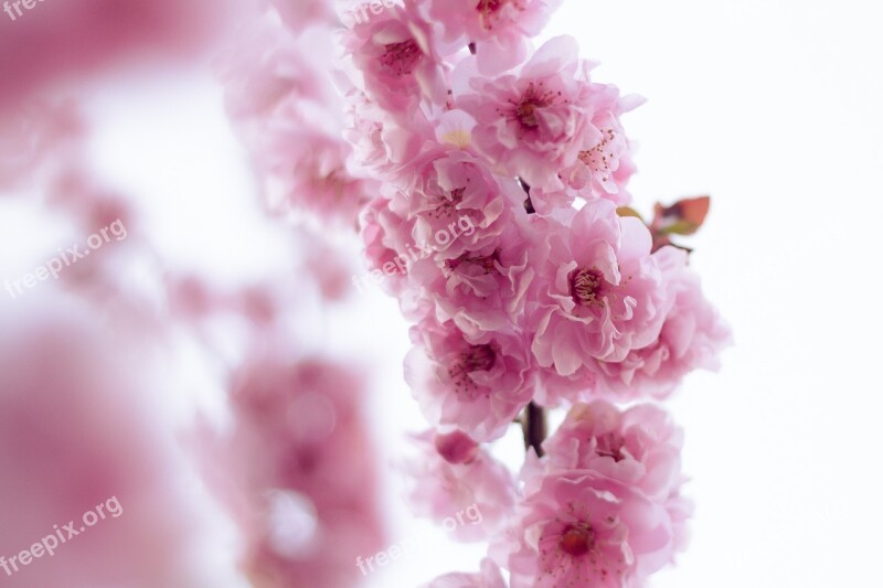 Pink Flowers Blossoms Nature Free Photos