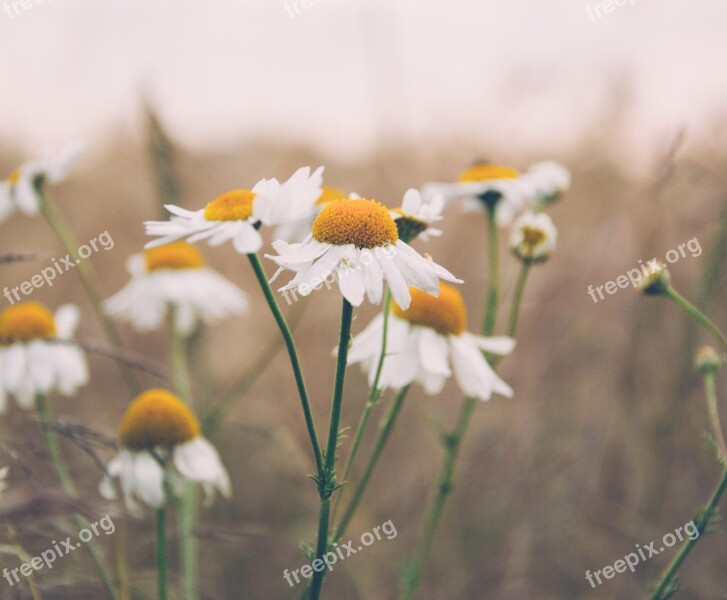 Daisy Daisies Flowers Nature Free Photos