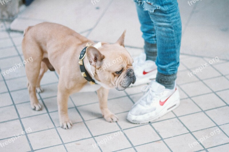 Dog Collar Spikes Pet Animal