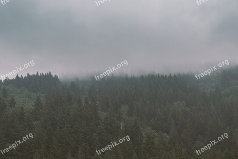 Trees Forest Nature Foggy Clouds