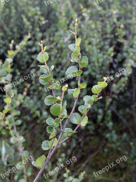 Betula Nana Dwarf Birch Tree Plant Flora