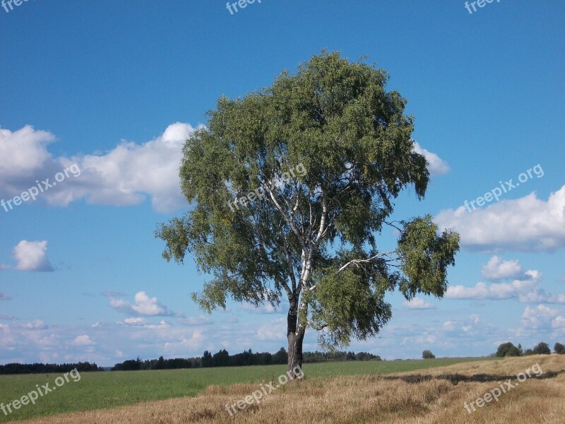 Betula Birch Tree Plant Botany