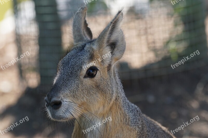 Large Mara Nager Pampas Free Photos