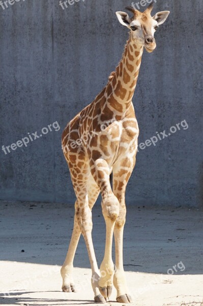 Giraffe Young Animal Ruminant Paarhufer Free Photos