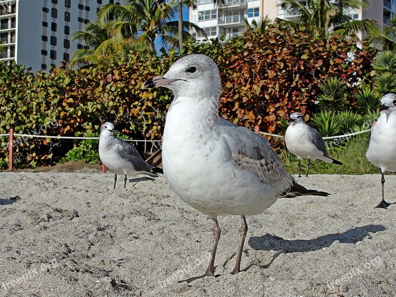 Seagull Seabirds Beach Free Photos