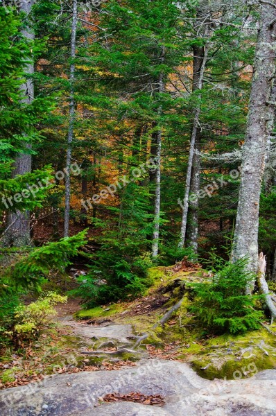 White Mountains Fall Tree White Forest