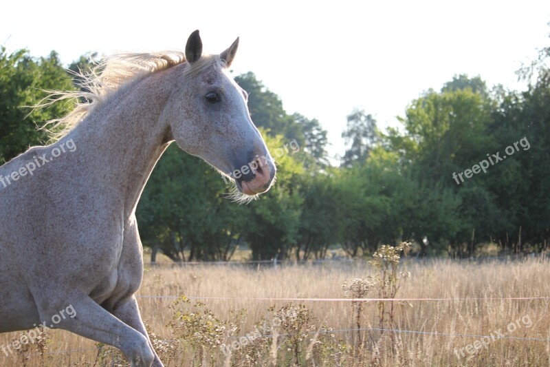 Horse Mane Meadow Summer Grass