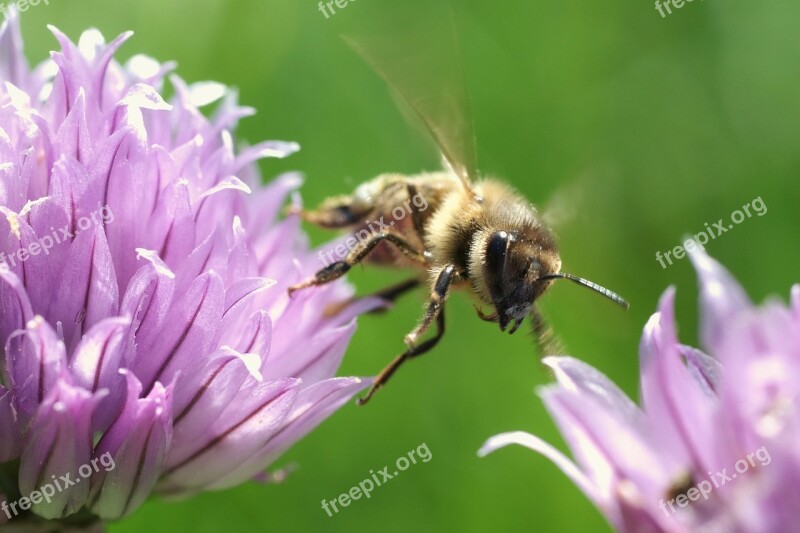 Honeybee Flying Insect Bug Flowers