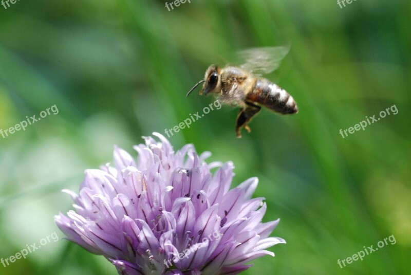 Honeybee Flying Insect Bug Flower