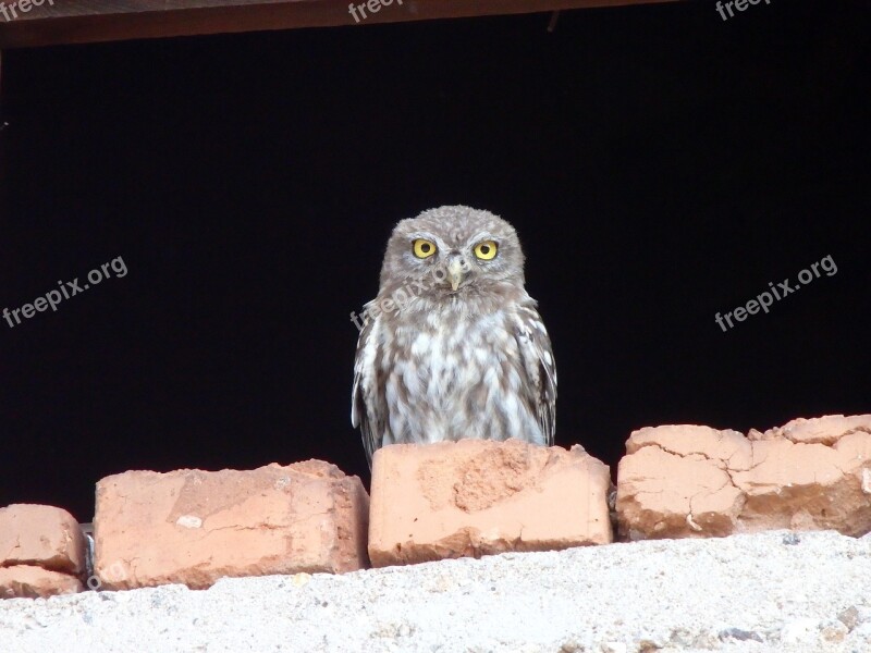 Owlet Bird Owl Animal Free Photos