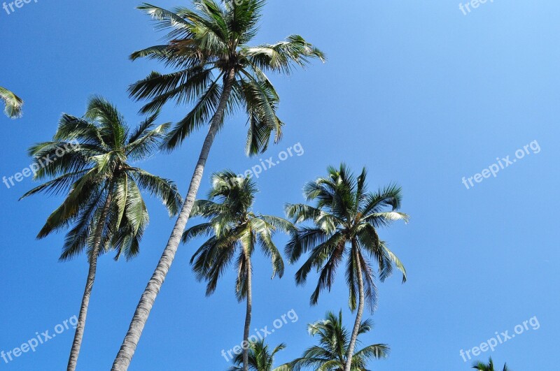 Palmas Environment Beach Tayrona Free Photos