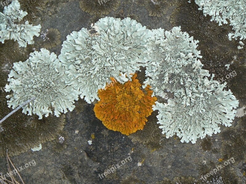 Lichens Rock Green Orange Moss