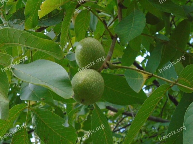 Walnut Oilseeds Wood Foliage Green