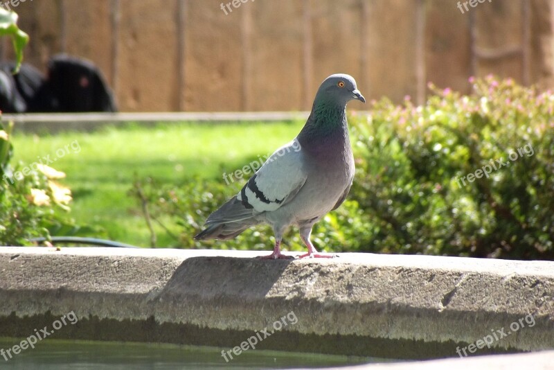 Pigeons Avez Birds Free Photos