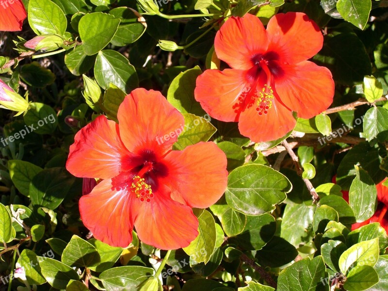 Orange Blossom Hibiscus Botany Exotic Free Photos