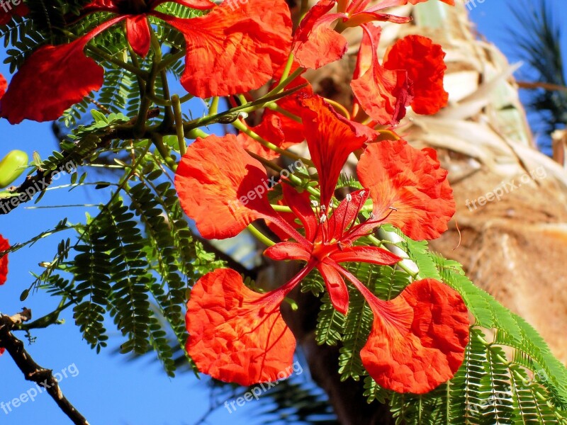 Exotic Flower Delonix Regia Tropic Red Tropical Tree