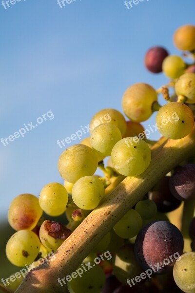 Wine Grapes Immature Pinot Noir Fruit